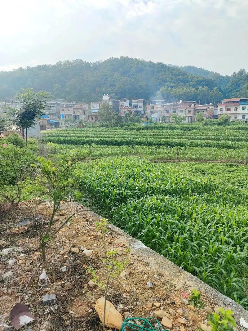 云开体育官网入口-下一代都不回农村,还有必要回老家建房吗?说回农村建房人傻的,才是真不懂